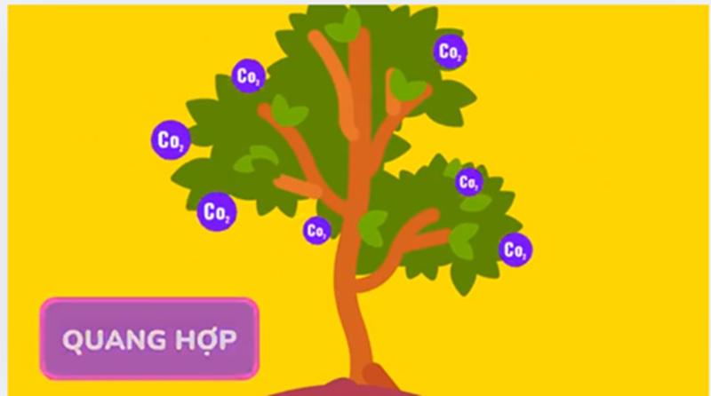 Đính chính một số "hiểu nhầm" về quang hợp